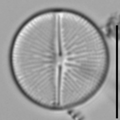 Cavinula pseudoscutiformis