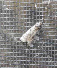 Laetilia dilatifasciella