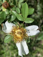 Rosa bracteata