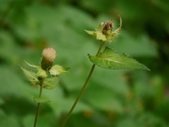 Cirsium oleraceum