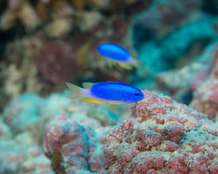 Pomacentrus micronesicus