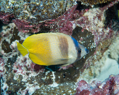 Chaetodon kleinii