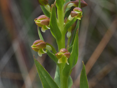 Brachycorythis macowaniana