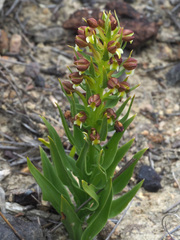 Brachycorythis macowaniana