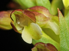 Brachycorythis macowaniana