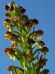 Brachycorythis macowaniana