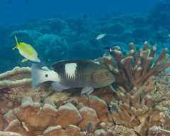 Gracila albomarginata