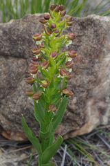 Brachycorythis macowaniana