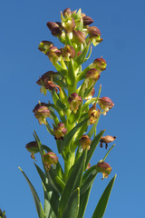 Brachycorythis macowaniana