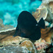 Black Tang - Photo (c) 104623964081378888743, some rights reserved (CC BY-NC), uploaded by 104623964081378888743