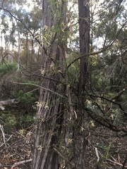 Clematis leptophylla