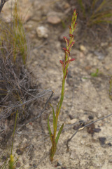 Disa reticulata