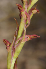 Disa reticulata
