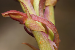 Disa reticulata