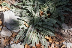 Pedicularis centranthera
