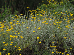 Helichrysum dasyanthum