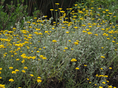 Helichrysum dasyanthum