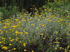 Helichrysum dasyanthum