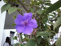 Andesanthus lepidotus