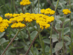 Helichrysum dasyanthum