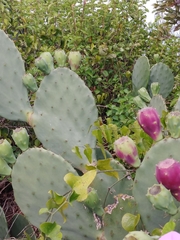 Opuntia tunoidea
