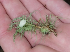 Usnea quasirigida
