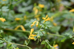 Corydalis ochotensis