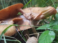 Basidiomycota