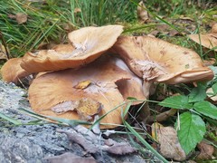 Basidiomycota