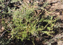 Phymaspermum thymelaeoides