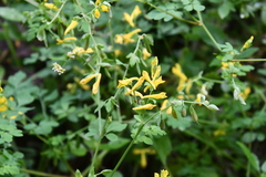 Corydalis ochotensis