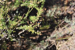 Phymaspermum thymelaeoides