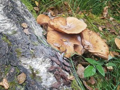 Basidiomycota