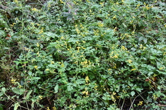 Corydalis ochotensis
