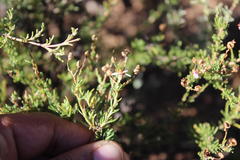 Phymaspermum thymelaeoides