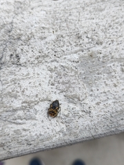 Euphoria subtomentosa