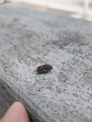 Euphoria subtomentosa