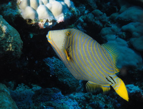 Orangestripe Triggerfish