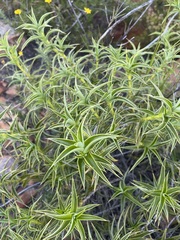 Cliffortia acanthophylla
