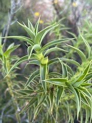 Cliffortia acanthophylla