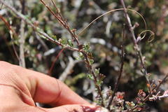 Pentzia quinquefida
