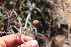 Pentzia quinquefida