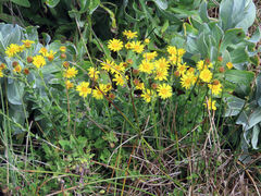 Senecio oederiifolius