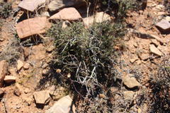 Pentzia quinquefida