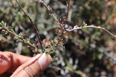 Pentzia quinquefida