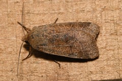 Agrochola nitida