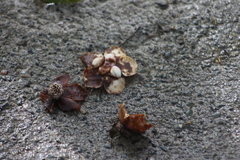 Clusia schomburgkiana