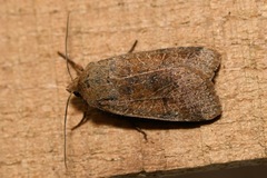 Agrochola nitida