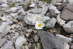 Ranunculus parnassifolius