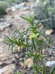 Cliffortia acanthophylla